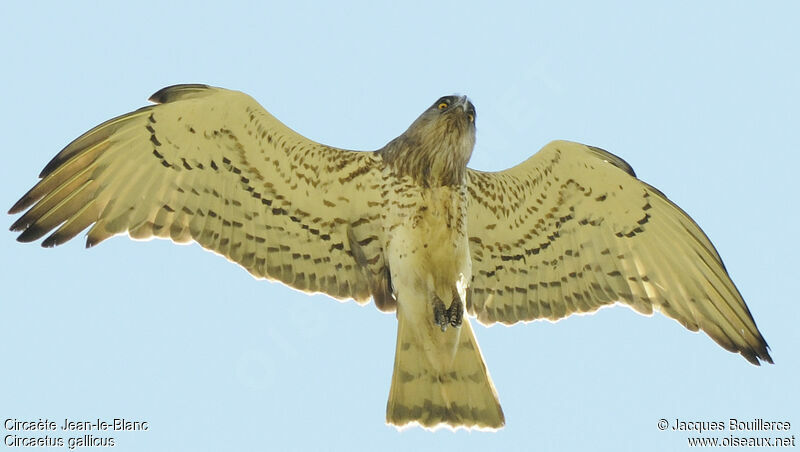 Short-toed Snake Eagle