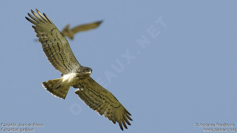 Short-toed Snake Eagle