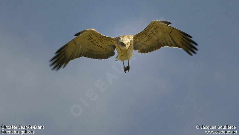 Short-toed Snake Eagle