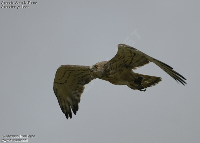 Short-toed Snake Eagle