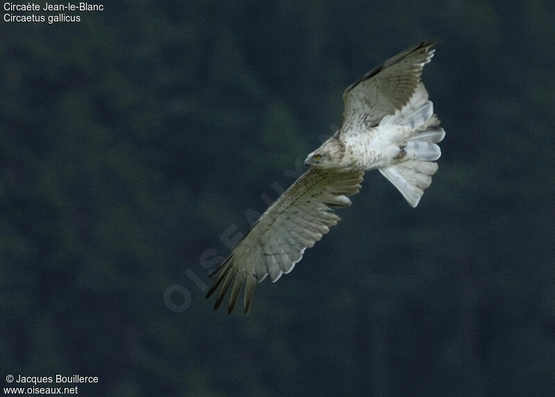 Short-toed Snake Eagle