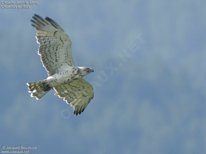 Short-toed Snake Eagle