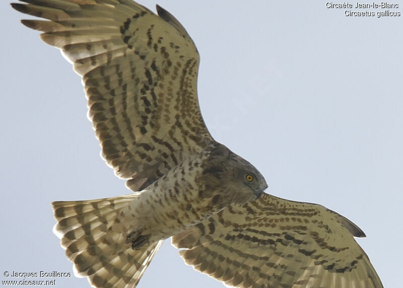 Short-toed Snake Eagle