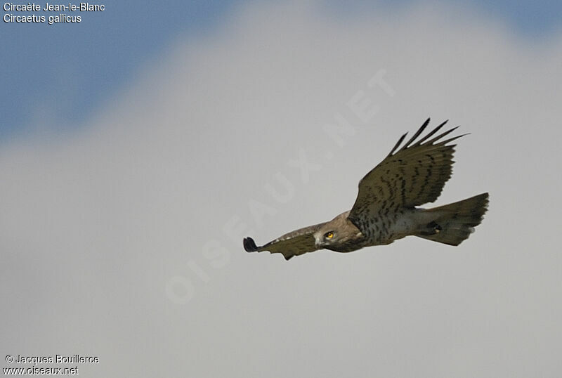 Short-toed Snake Eagle