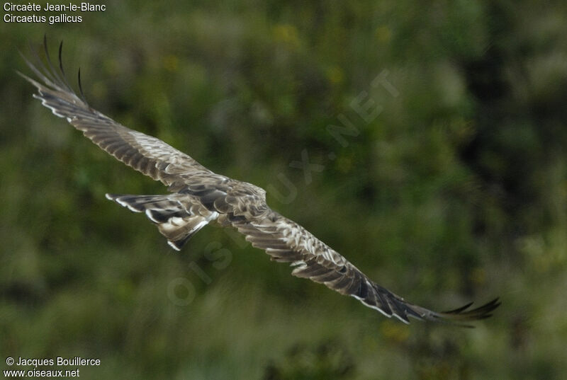 Short-toed Snake Eagle