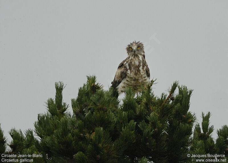 Short-toed Snake Eagle