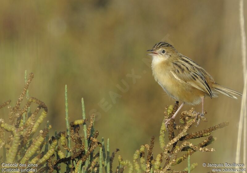 Zitting Cisticola