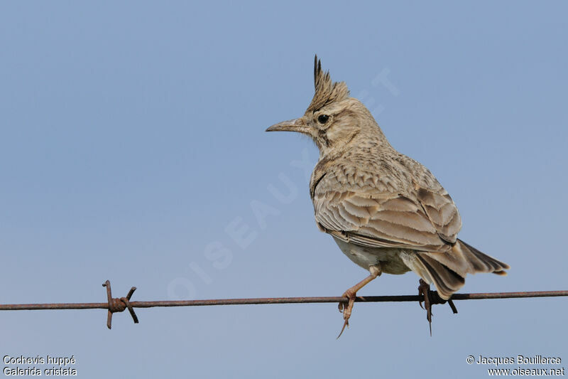 Crested Larkadult