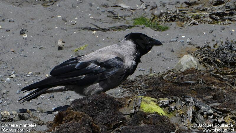 Hooded Crow