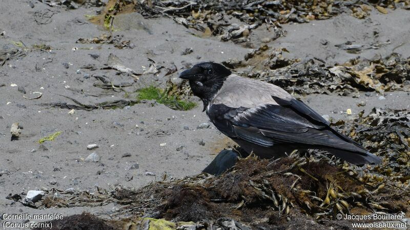 Hooded Crow