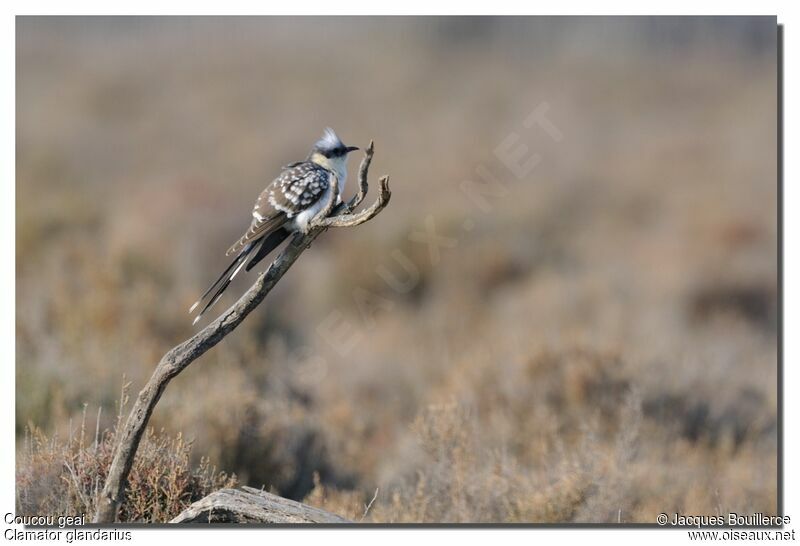 Great Spotted Cuckoo