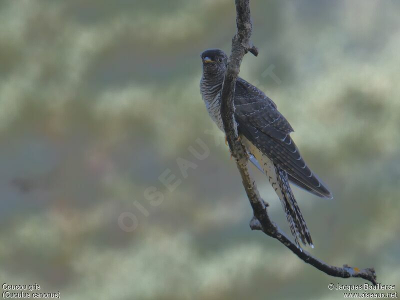 Common Cuckoo