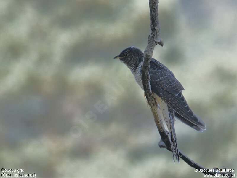 Common Cuckoo