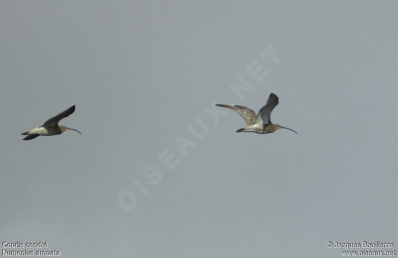 Eurasian Curlew adult