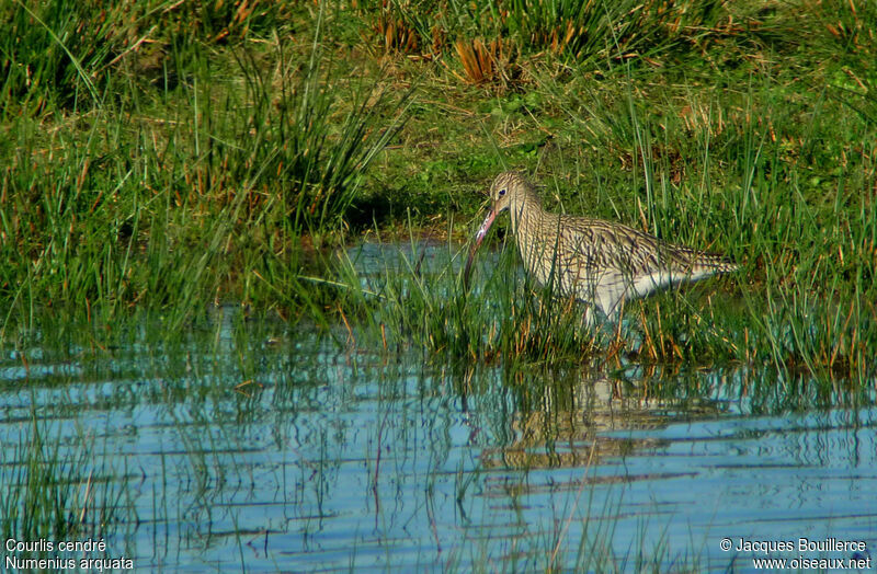 Eurasian Curlew