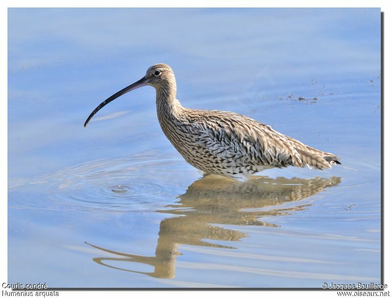 Eurasian Curlew