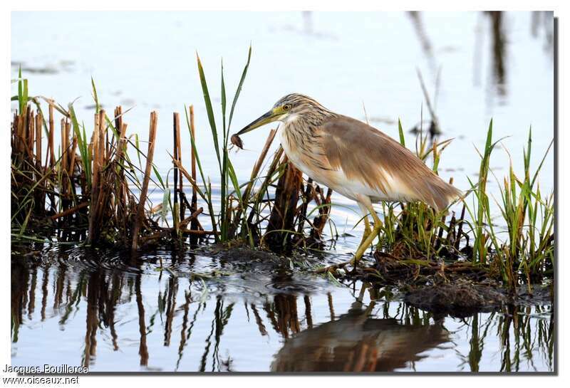 Squacco Heronadult post breeding, feeding habits