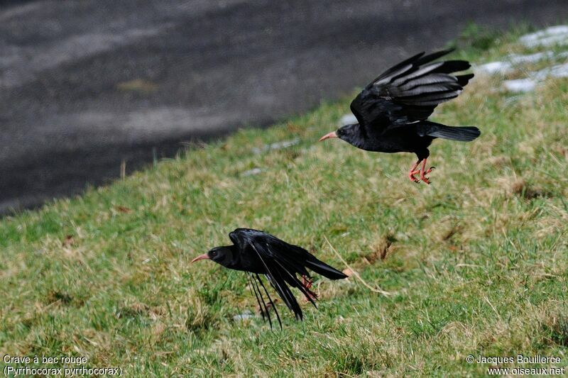 Red-billed Chough