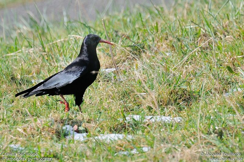 Red-billed Chough