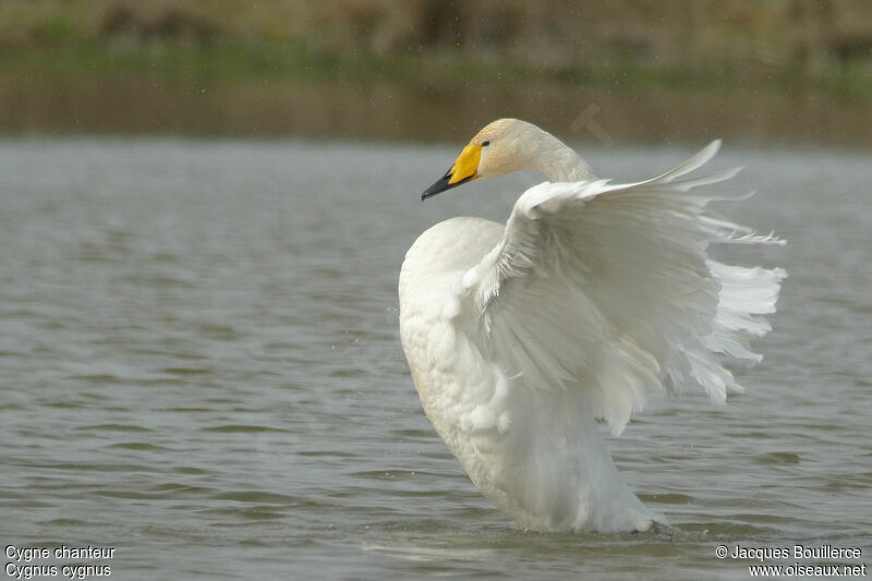 Cygne chanteur