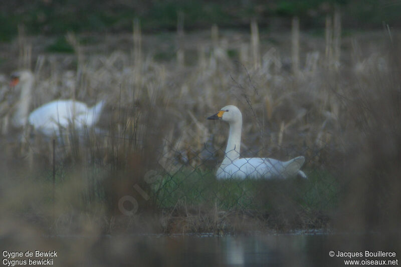 Tundra Swan