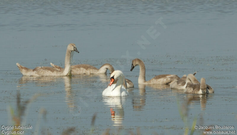 Cygne tuberculé