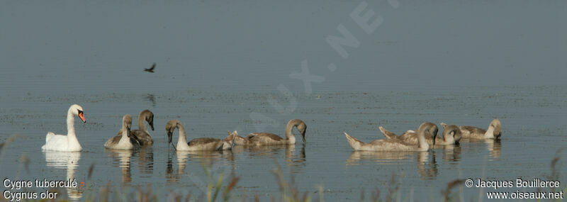 Mute Swan