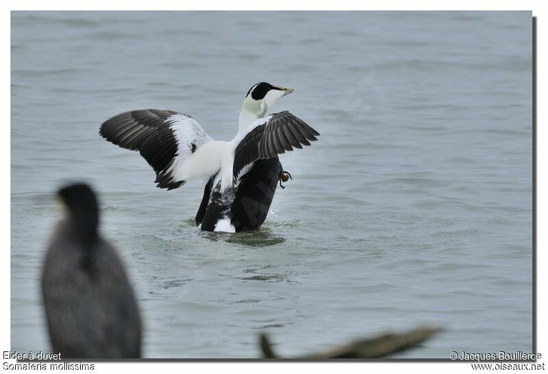 Common Eider male adult breeding