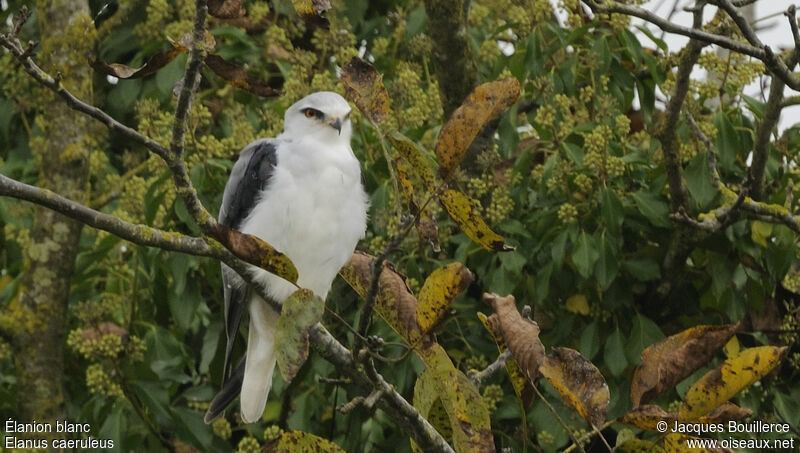 Black-winged Kiteadult