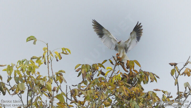 Black-winged Kiteadult