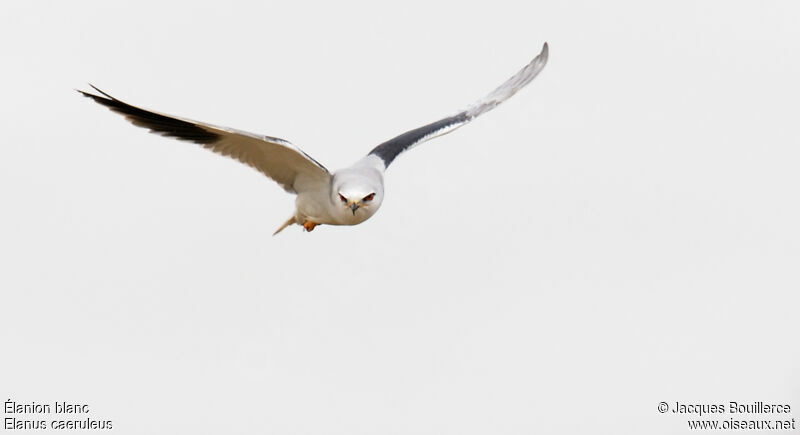 Black-winged Kiteadult