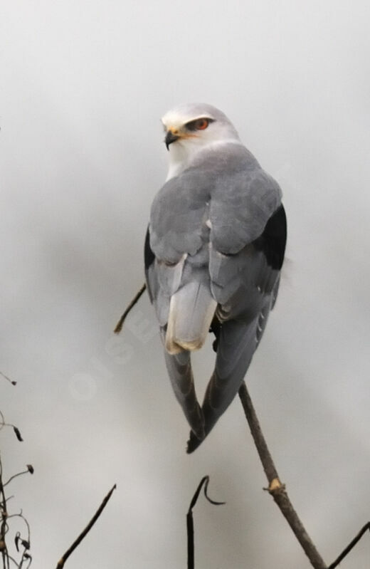 Black-winged Kite