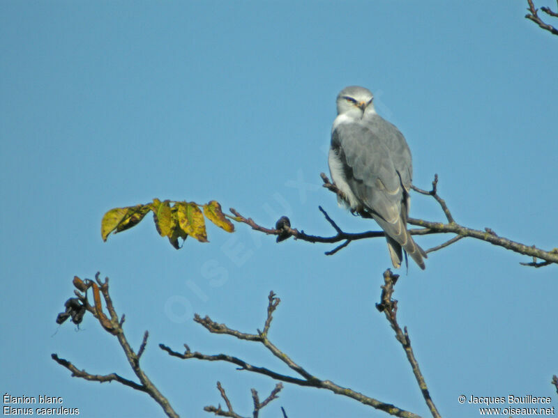 Black-winged Kiteadult, identification