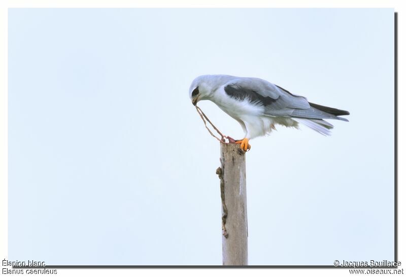 Black-winged Kiteadult