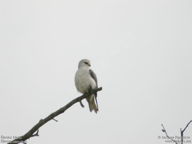 Black-winged Kiteadult