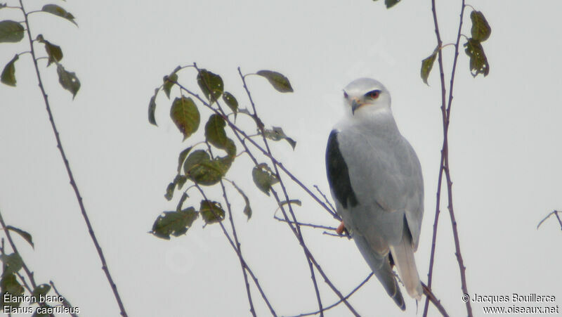 Black-winged Kite