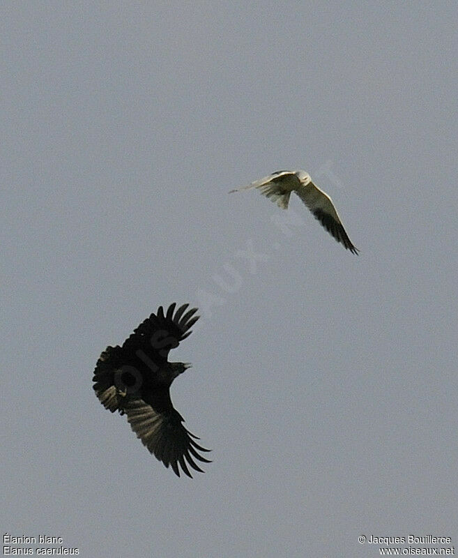 Black-winged Kite