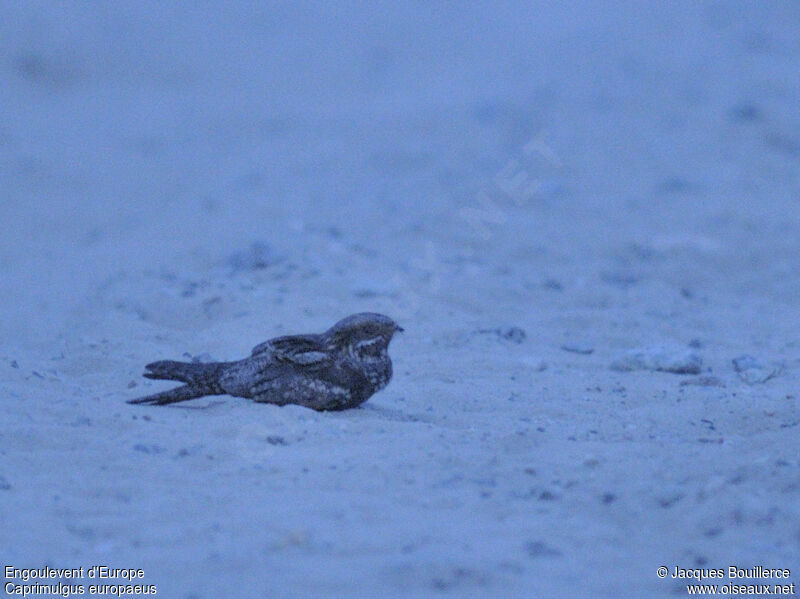 European Nightjar