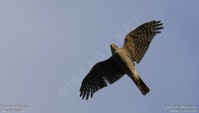 Eurasian Sparrowhawk