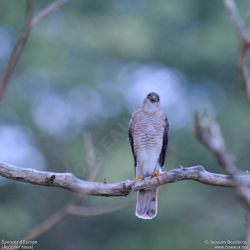 Eurasian Sparrowhawk