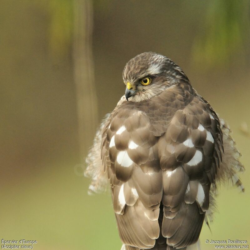 Eurasian Sparrowhawk