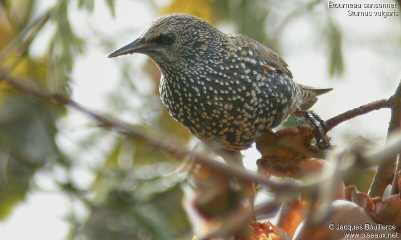 Common Starling