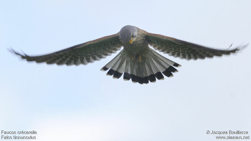 Common Kestrel male adult