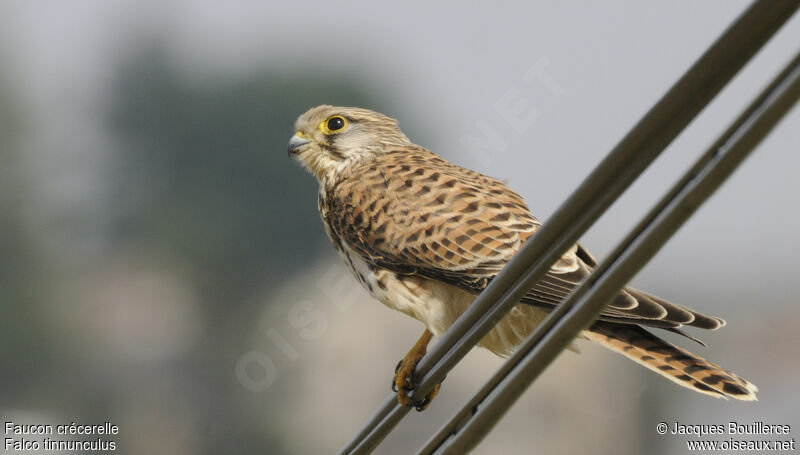 Common Kestrel