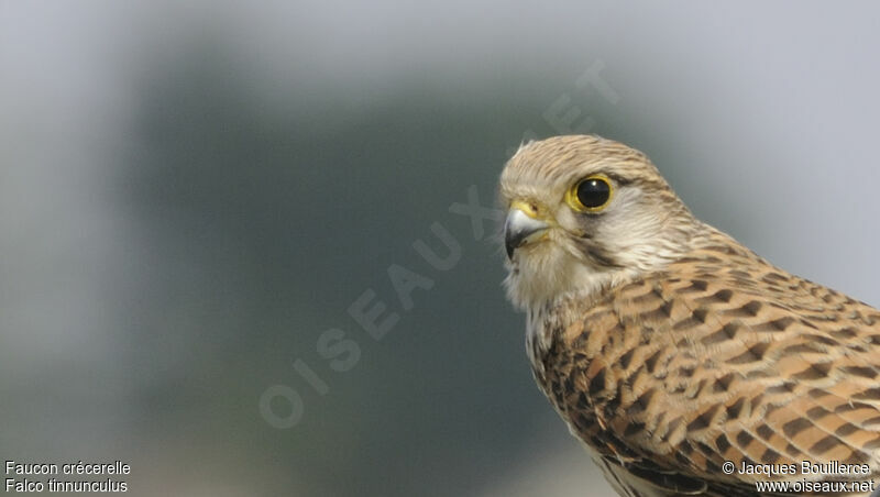 Common Kestrel