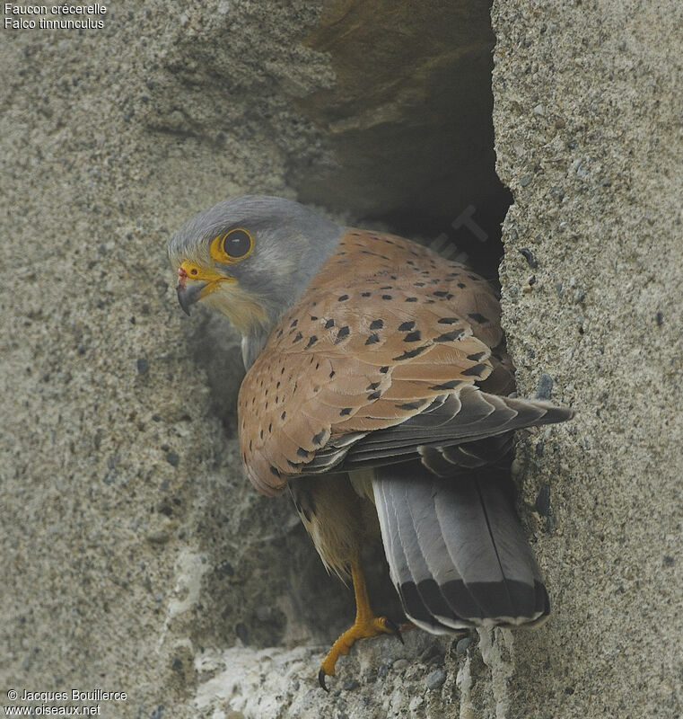 Common Kestrel male adult