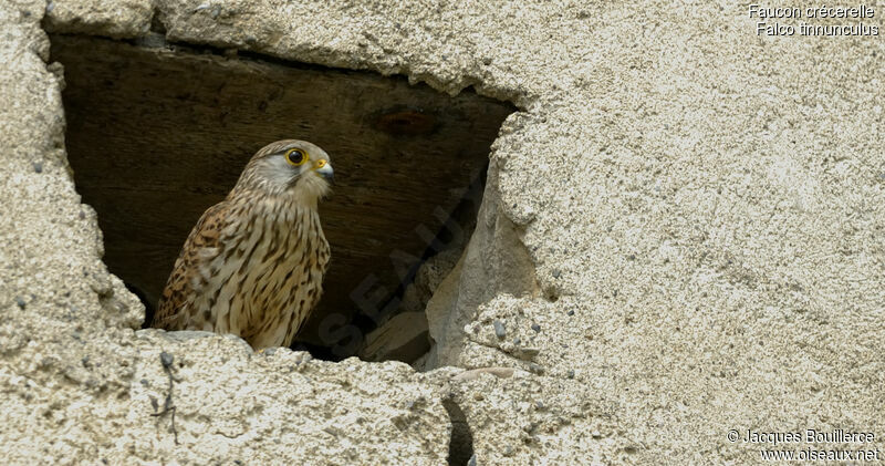 Common Kestrel female adult