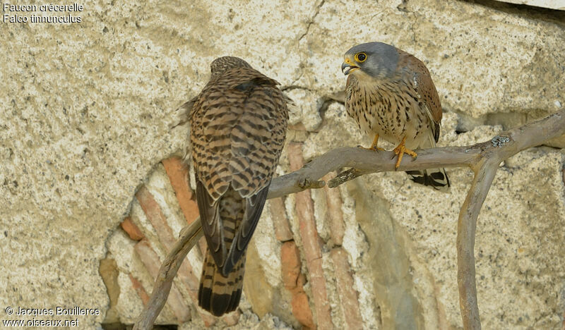 Common Kestrel adult