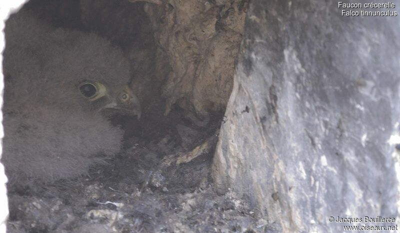 Common Kestrel