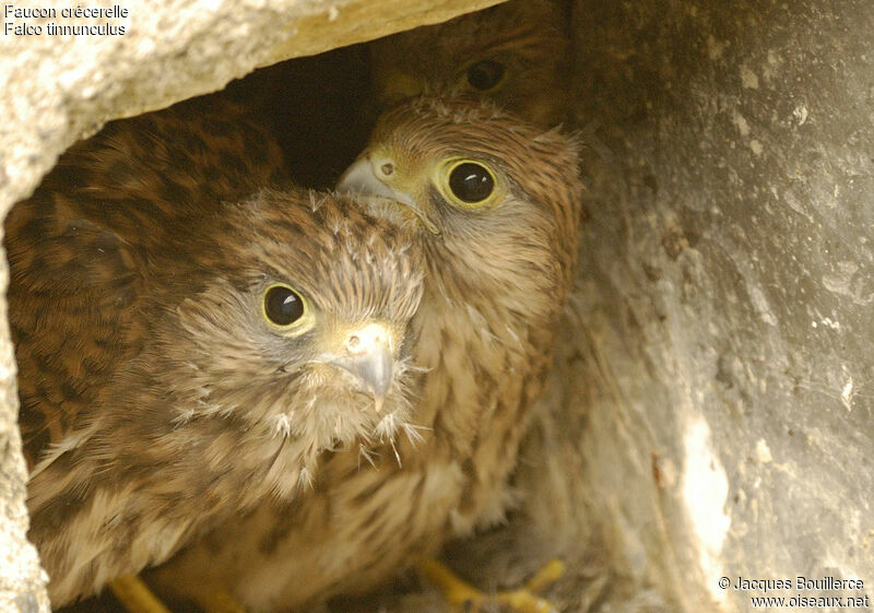 Common Kestreljuvenile